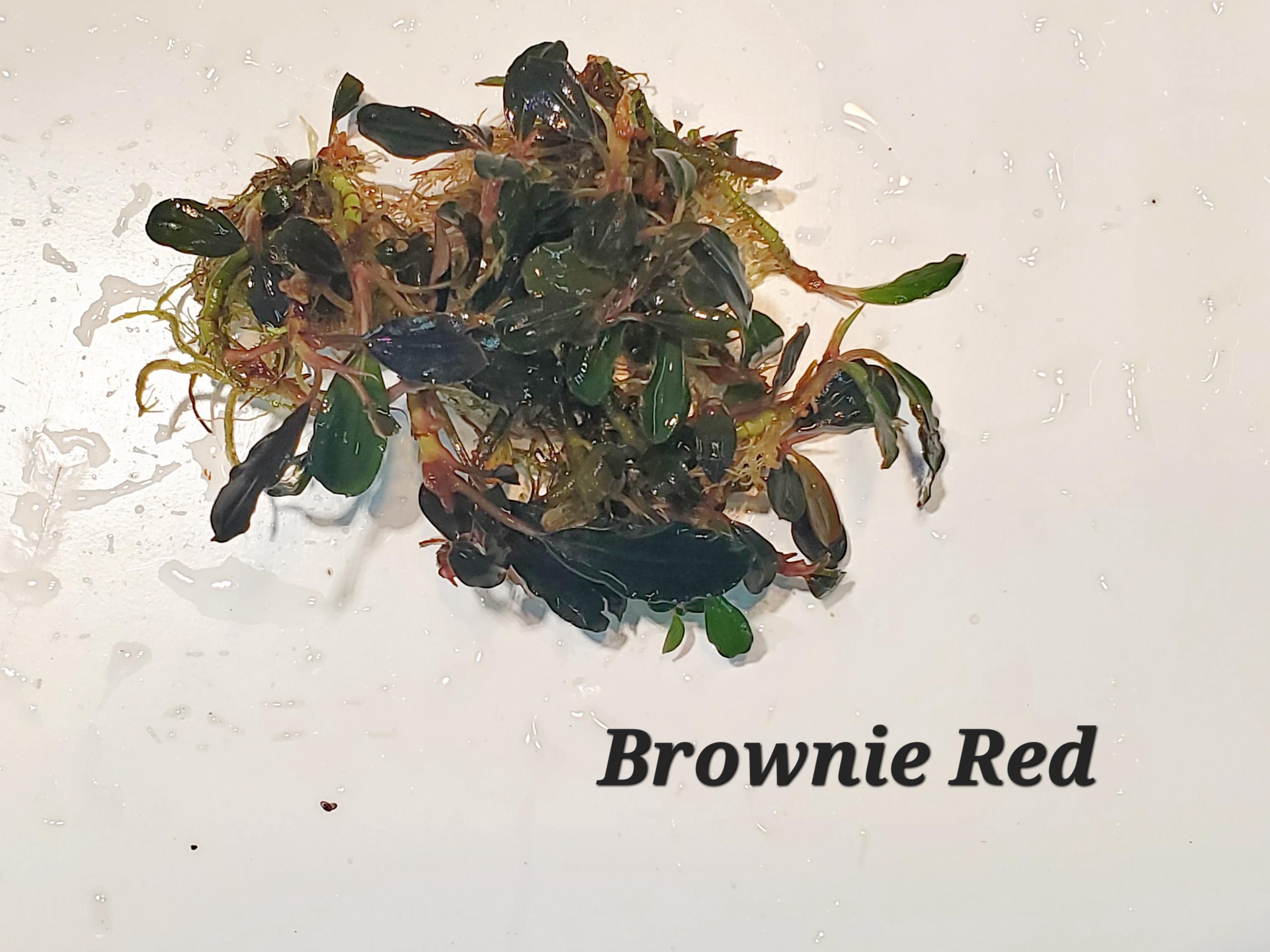 Bucephalandra Sp Plants - Etsy