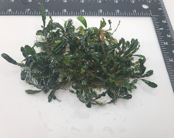 Bucephalandra sp Mini - Submerged Grown! Aquarium, terrarium, paladarium or vivarium epiphyte plant