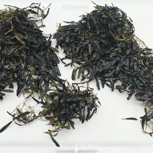 May include: Three clusters of dark green, narrow-leaf aquatic plants with visible root systems. The foliage consists of elongated, pointed leaves that are densely packed together, showing variations in color from deep forest green to brownish tones.
