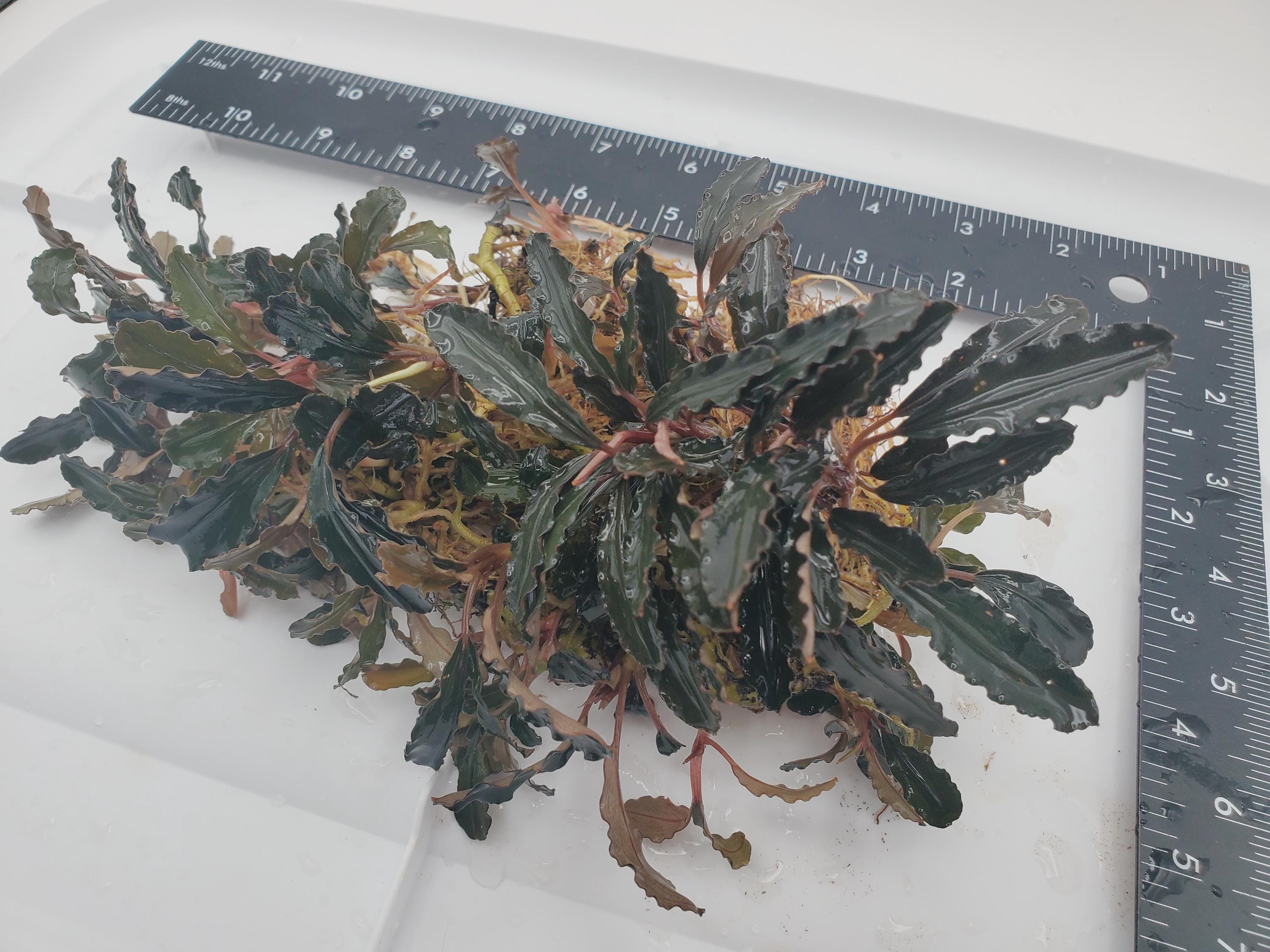 Bucephalandra Sp Red - Submerged Grown! Aquarium, Terrarium