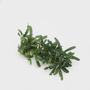 May include: A bunch of green aquatic plants with feathery leaves. The plants are on a white background.