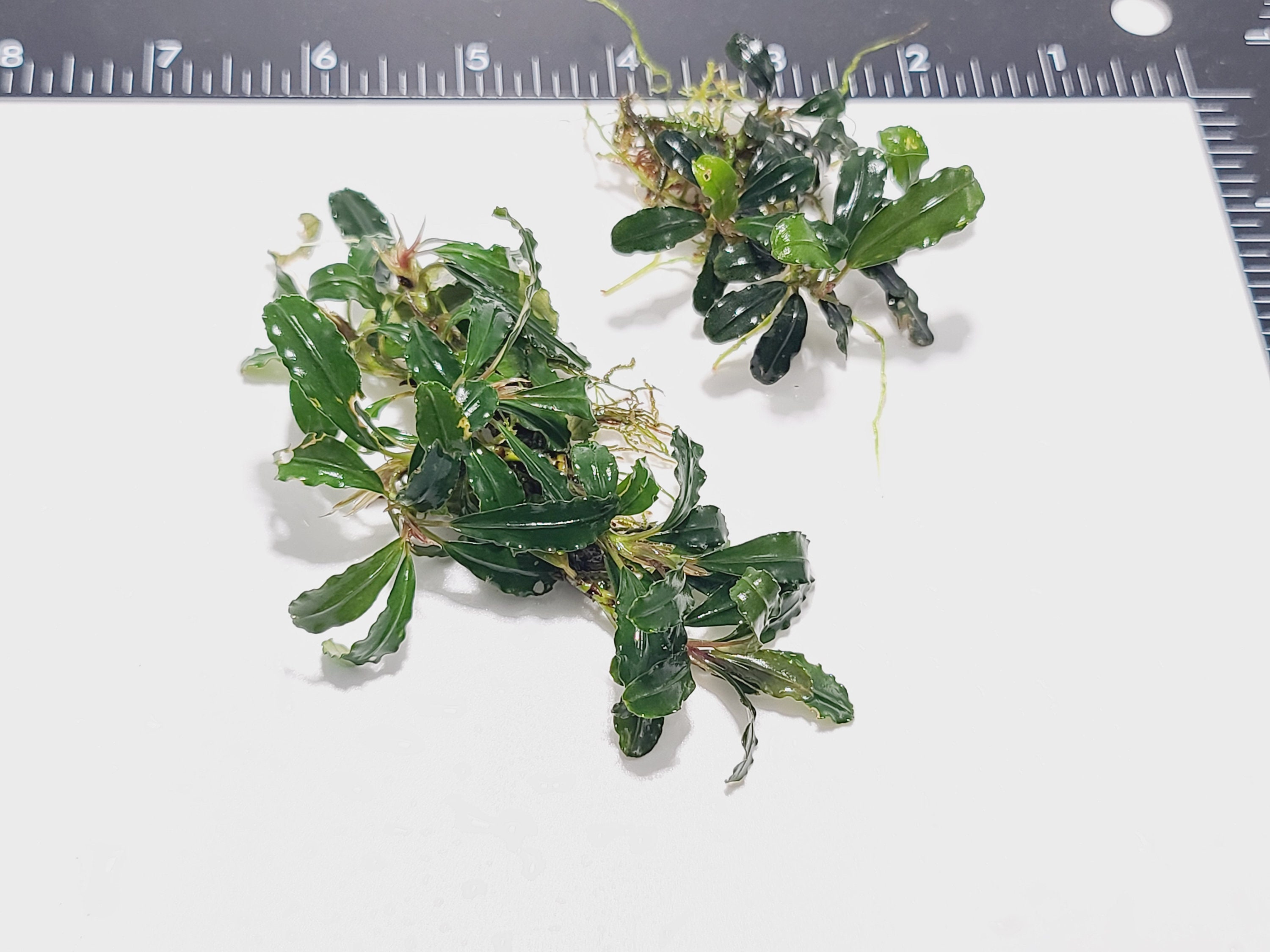 Bucephalandra Sp Centipede - Submerged Grown! Aquarium, Terrarium