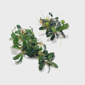 Bucephalandra Sp Melawi Mini *RARE*! Aquarium, Terrarium