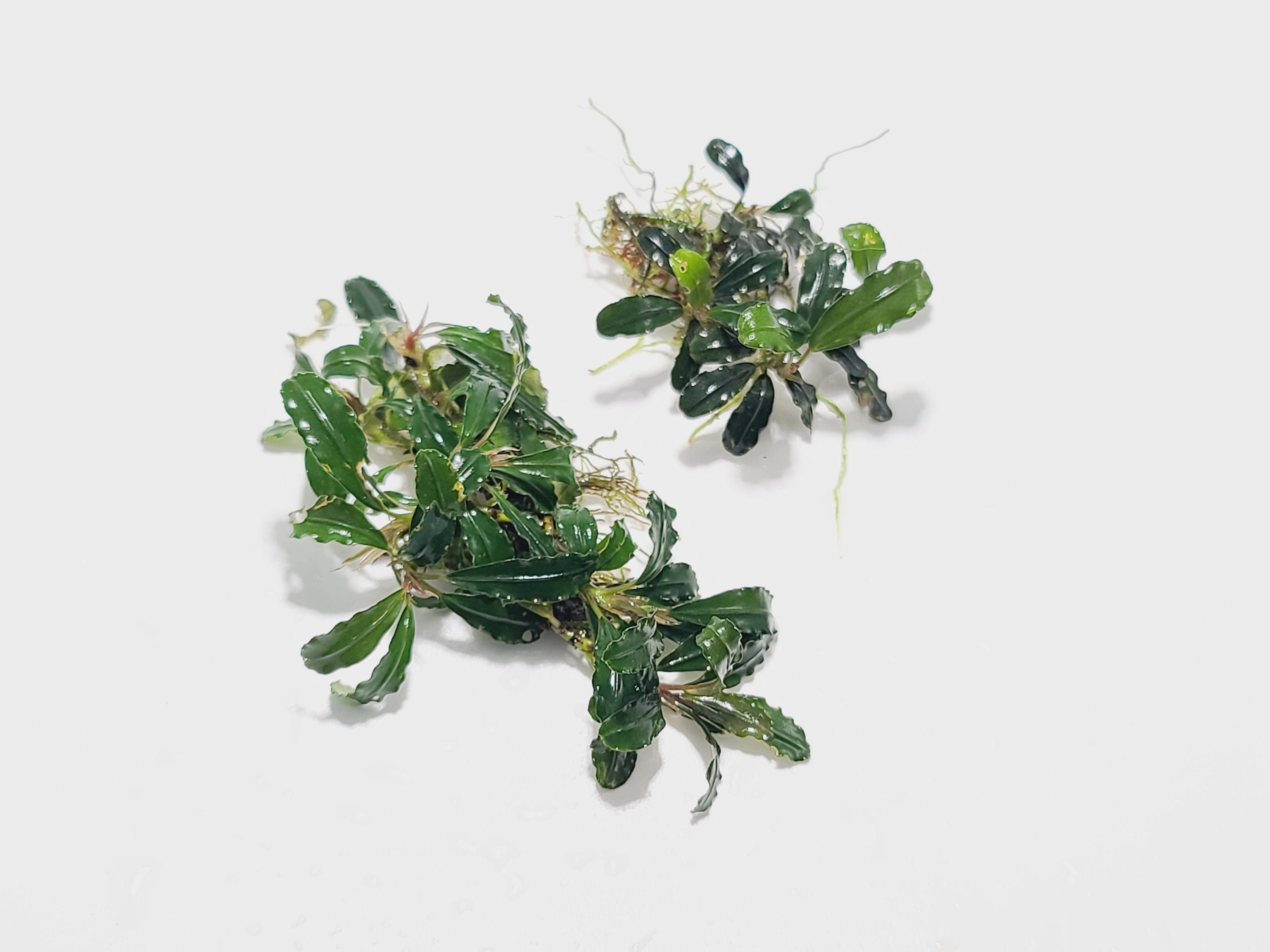 Bucephalandra sp Centipede - Submerged Grown! Aquarium, terrarium,  paladarium or vivarium epiphyte plant brownie