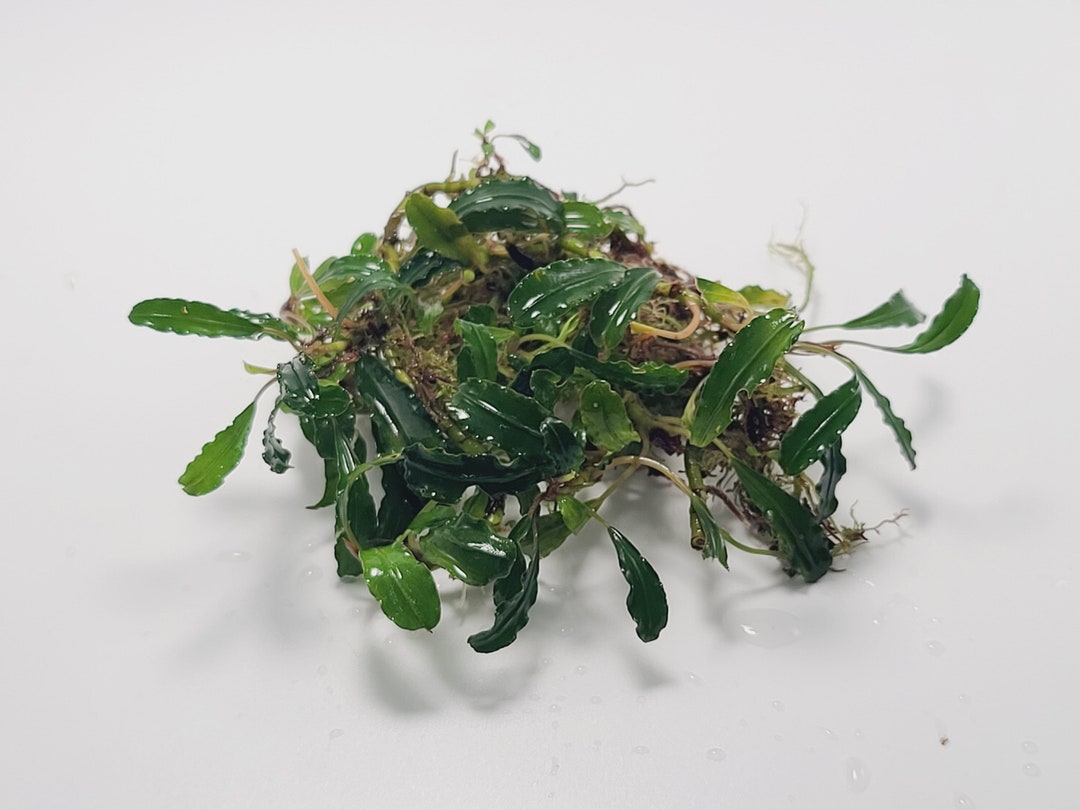 Bucephalandra Sp Kedegang - Submerged Grown! Aquarium, Terrarium