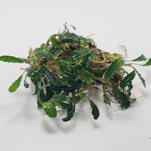 May include: A cluster of Bucephalandra plant, a popular aquatic plant, with dark green, glossy leaves. The plant has a mix of green and brown hues, with visible roots and stems. The plant is on a white surface.