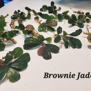 May include: Close-up of several green and brown aquatic plants, possibly for an aquarium. The leaves are a deep green with some reddish-brown hues. The text "Brownie Jade" is visible in the lower right corner.