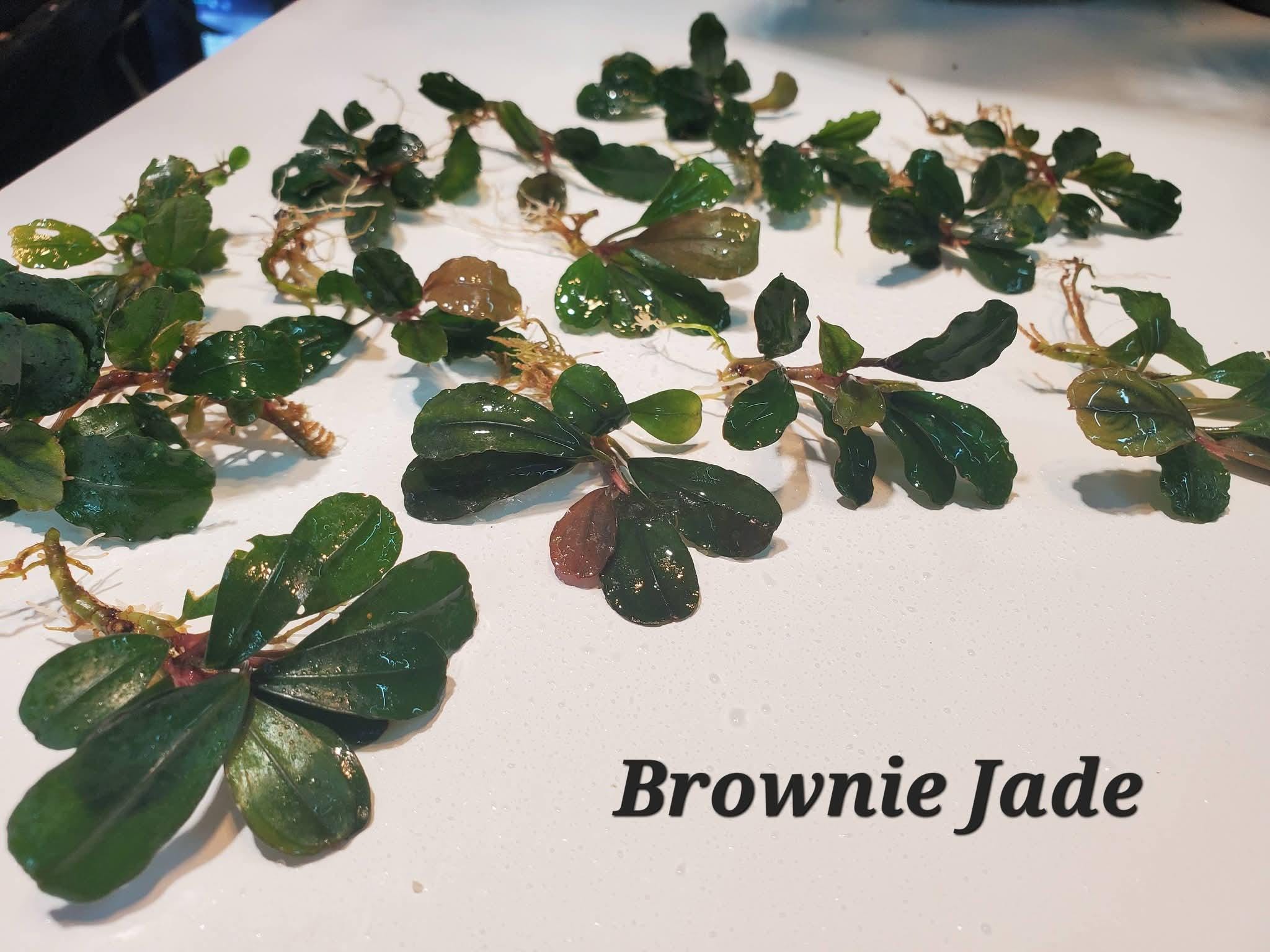 Rare Bucephalandra - Etsy