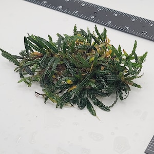 May include: A bunch of green aquatic plants with a ruler for scale. The plants are about 6 inches in diameter.