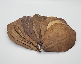 Indian Almond Leaves Perfect for Shrimp Betta Aquarium Beneficial Water Additive IAL India Almond Leaf