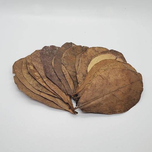 Indian Almond Leaves Perfect for Shrimp Betta Aquarium Beneficial Water Additive IAL India Almond Leaf