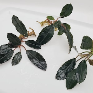 May include: Three aquatic plant cuttings with dark, glossy, lance-shaped leaves and reddish stems. Each plant specimen features a cluster of foliage attached to a small root system wrapped in light brown moss, displaying a deep green color.