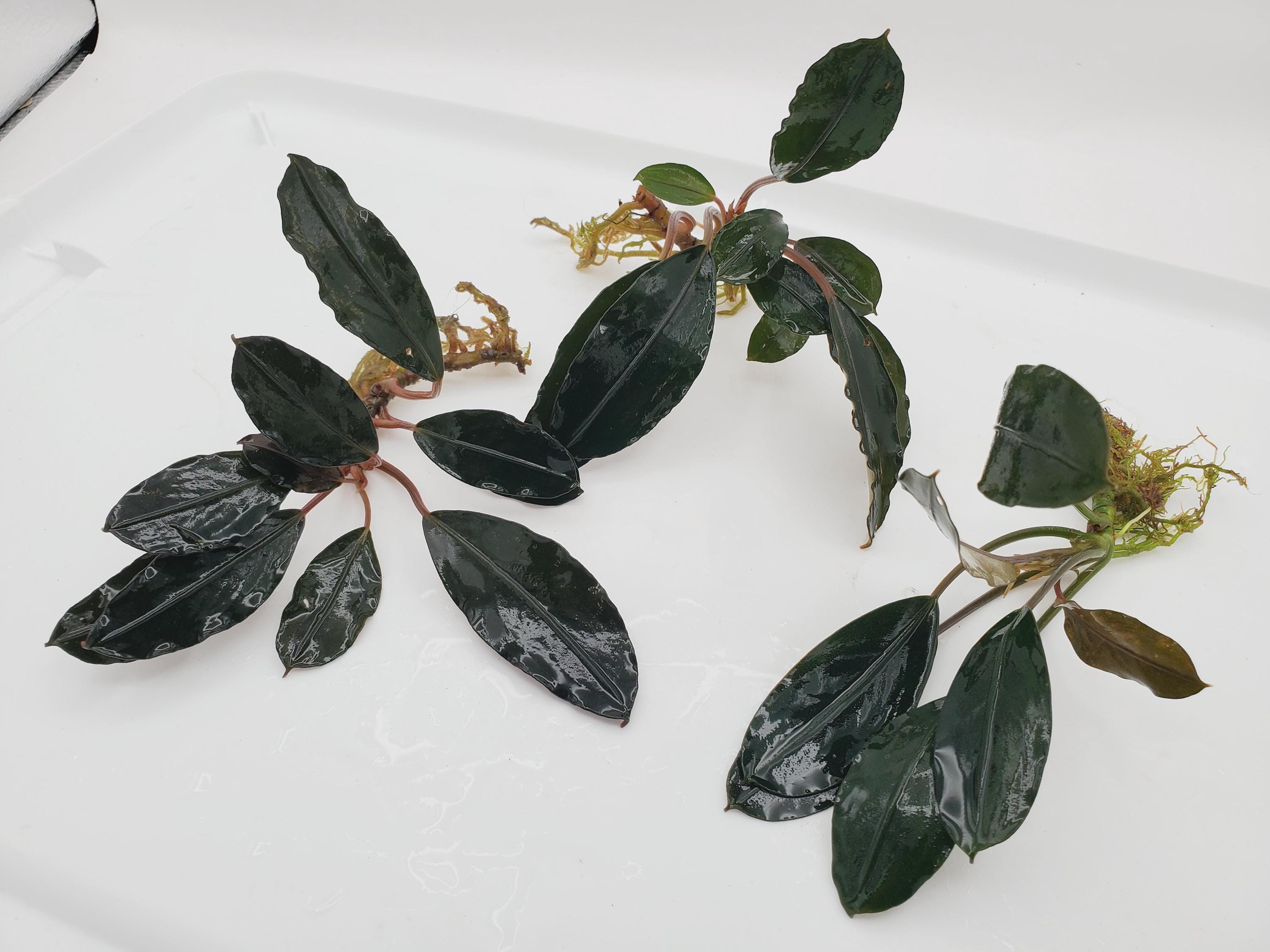 Bucephalandra sp.\