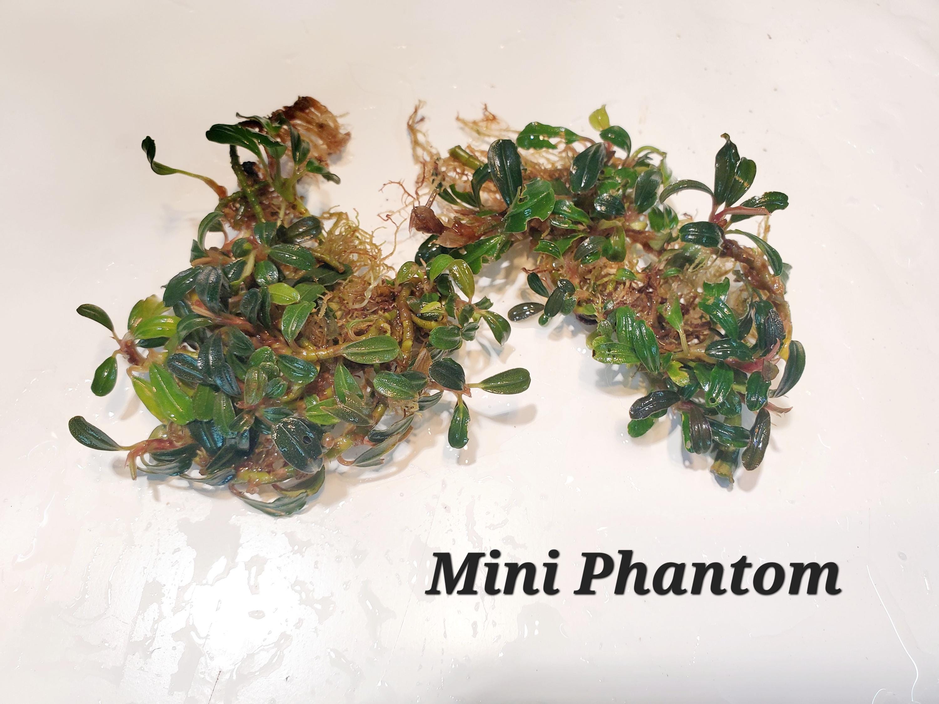 Bucephalandra Micro - Etsy