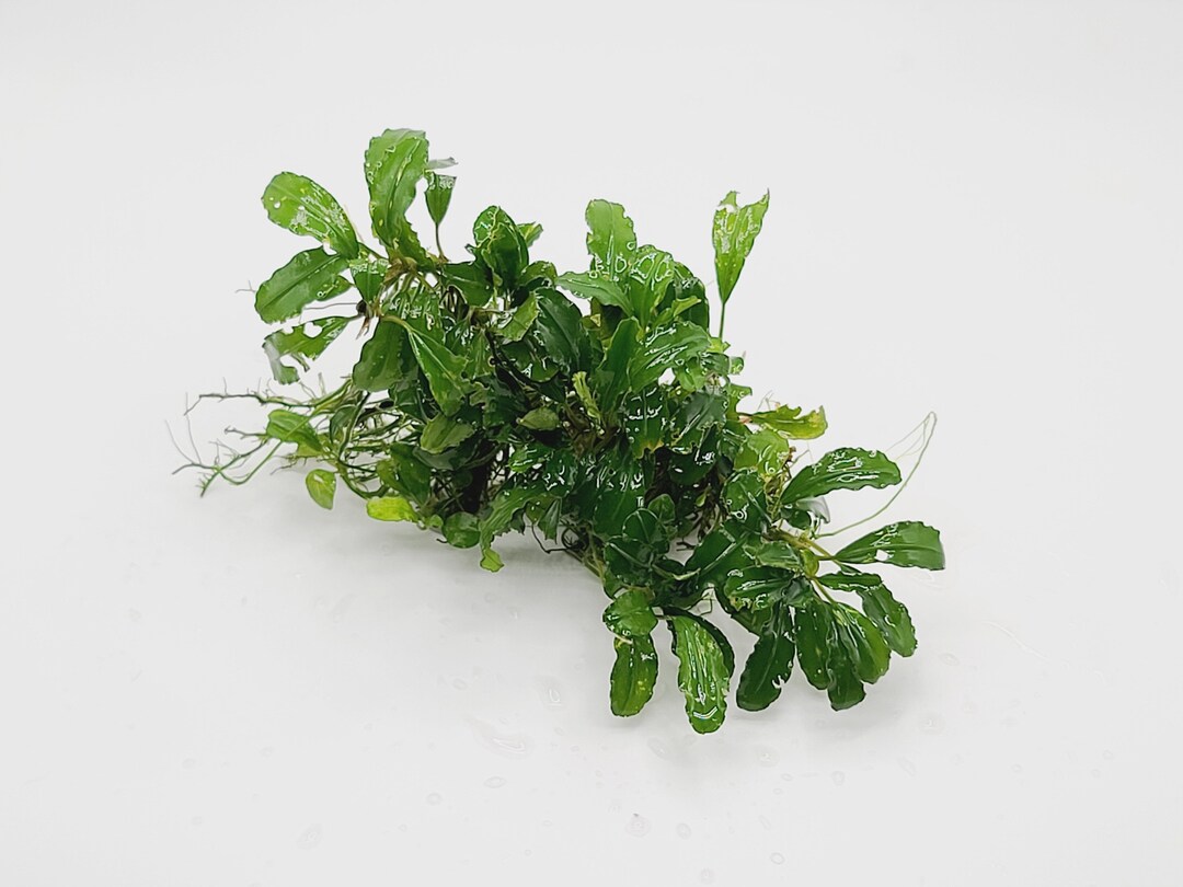 Bucephalandra Sp Centipede Submerged Grown Aquarium, Terrarium