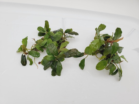 Bucephalandra Sp Melawi - Submerged Grown! Aquarium, Terrarium
