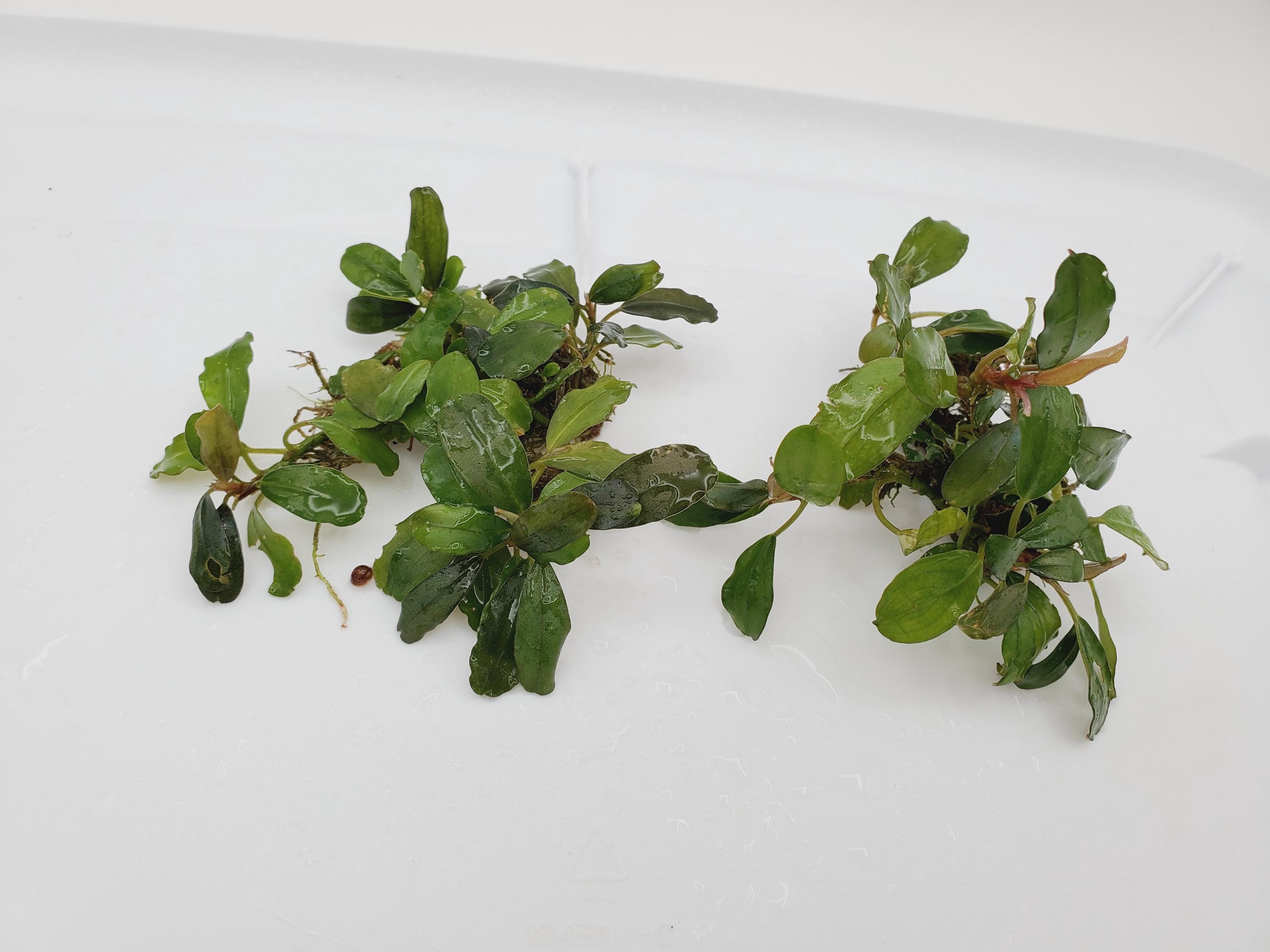 Bucephalandra Sp Melawi - Submerged Grown! Aquarium, Terrarium