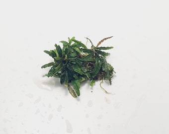 Bucephalandra sp Belindae mini *RARE* - Submerged Grown! Aquarium, terrarium, paladarium or vivarium epiphyte plant