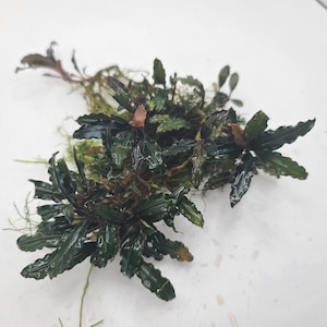 May include: A bunch of green and brown aquatic plants with red stems. The plants have a glossy, wet appearance.