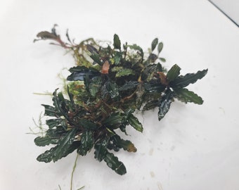 Bucephalandra mixed Type Bin, Submerged Grown! Aquarium, terrarium, paladarium or vivarium epiphyte plant