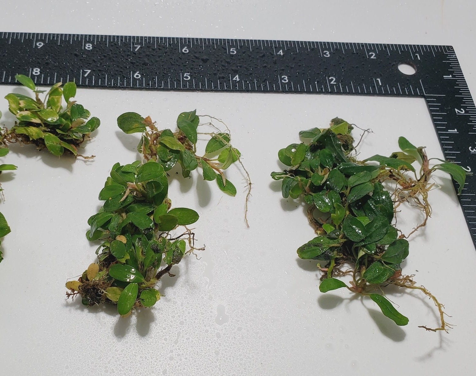 水草 Bucephalandra Mini Melawi. Mini Bilindae Bucephalandra Sp Melawi Mini *RARE*! Aquarium, Terrarium
