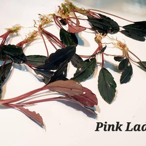 May include: A collection of aquatic plants, featuring dark green leaves and reddish stems. The leaves have a textured appearance, and the plant is labeled "Pink Lady" in black text.