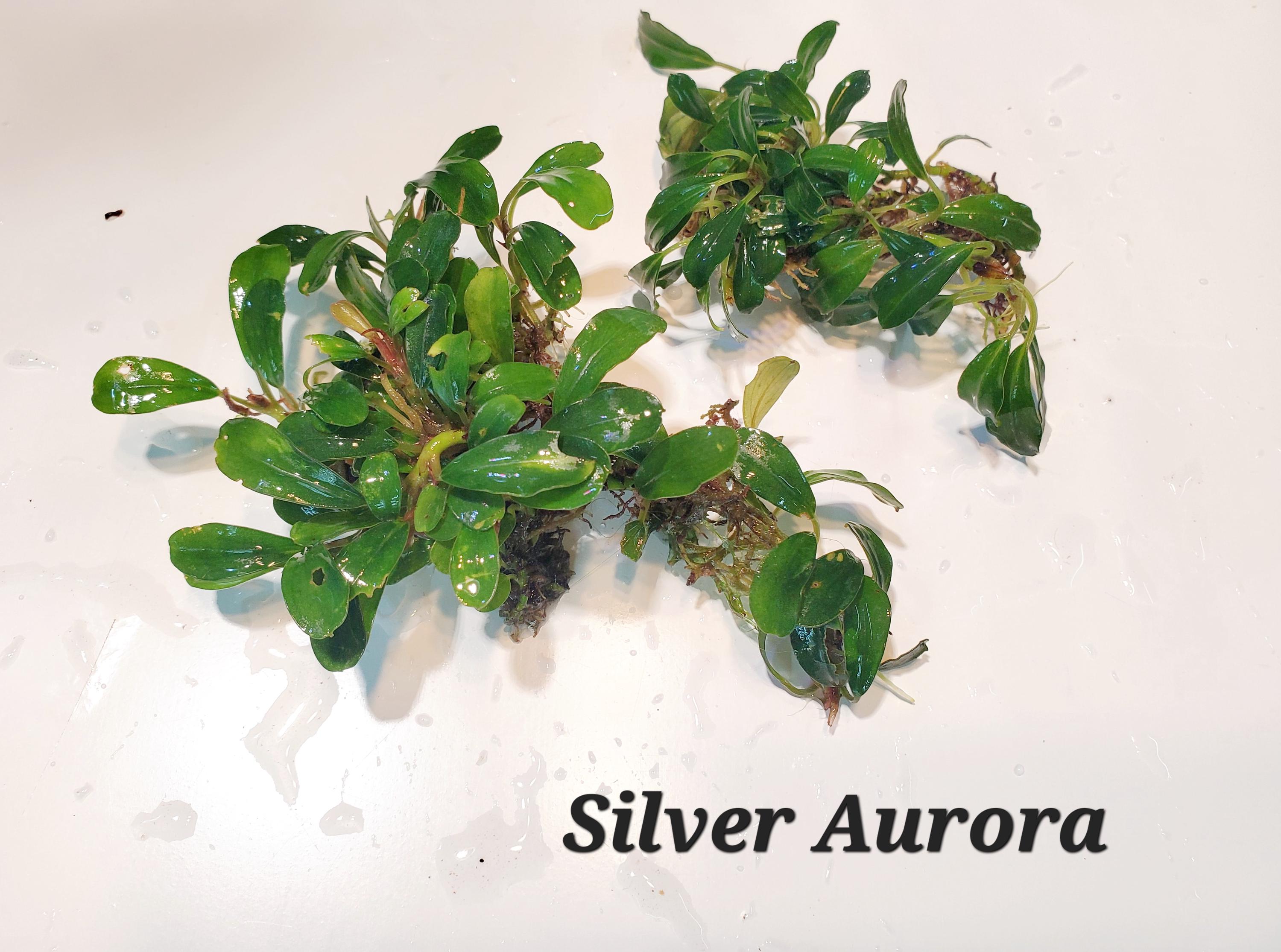 Rare Bucephalandra - Etsy Rare Bucephalandra - Etsy
