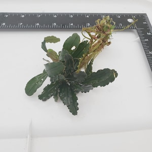 May include: A close-up of a green aquatic plant with brown stems and leaves. The plant is about 6 inches tall and is sitting on a white surface.