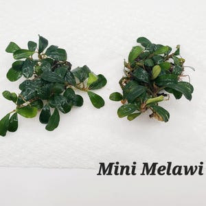 May include: Two clusters of dark green aquatic plants with small, oval-shaped leaves and visible root systems. The plants are arranged side-by-side, and the text "Mini Melawi" is printed in black in the lower right corner of the image.