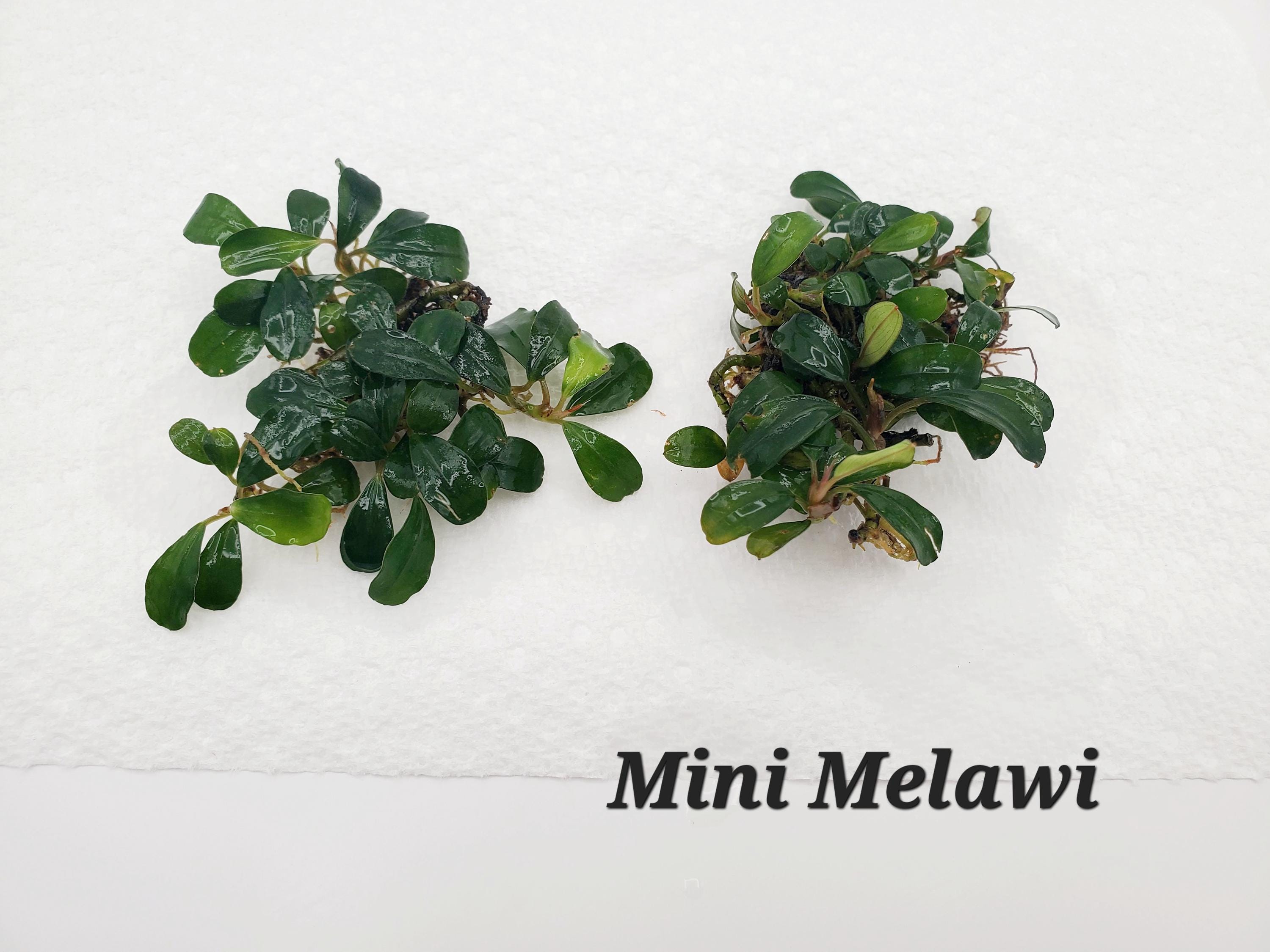 Rare Bucephalandra - Etsy Rare Bucephalandra - Etsy