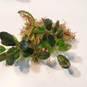 May include: A close-up of aquatic plants with dark green, oval-shaped leaves. The plants are surrounded by brown moss and roots. The leaves have a glossy appearance, and the overall arrangement is natural and organic.