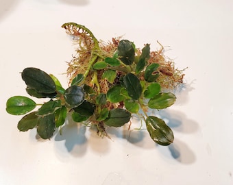 Josefia Intricata/aridarum Perisai - Etsy
