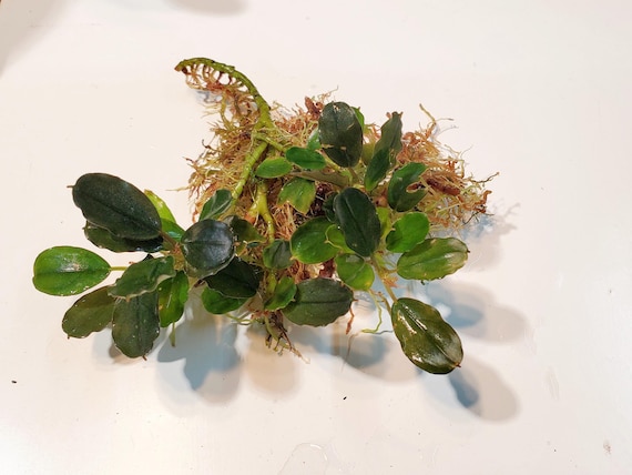 魚用品・水草 bucephalandra sp. Diamond dust