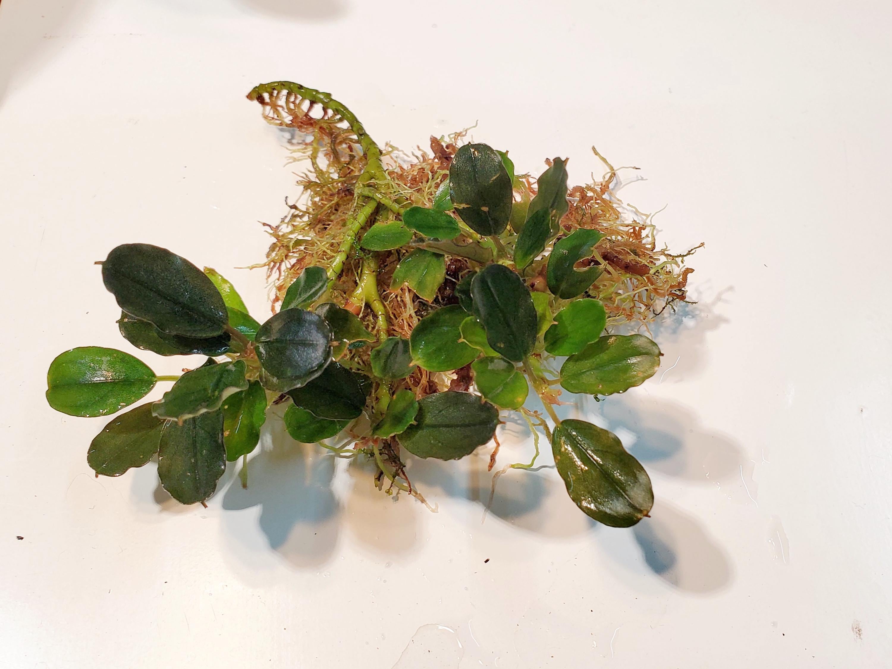 Bucephalandra Sp Blue Diamond *rare* - Submerged Grown! Aquarium