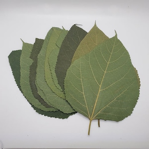 Mulberry Leaves - AAA Quality - Perfect for Shrimp, Snails, Betta and Other Fish - IAL - Botanicals - Leaf Litter - Indian Almond Leaf