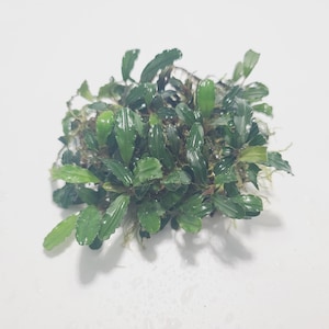 水草 Bucephalandra Mini Melawi. Mini Bilindae Bucephalandra Sp Melawi Mini *RARE*! Aquarium, Terrarium