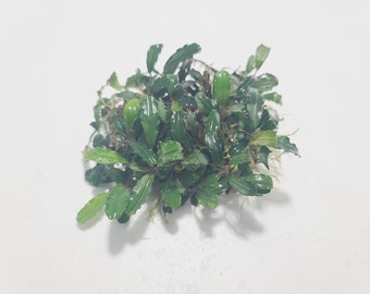 Bucephalandra sp Brownie - Submerged Grown! Aquarium, terrarium, paladarium or vivarium epiphyte plant