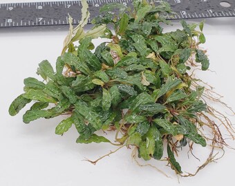 Bucephalandra sp Green Wavy Leaf - Submerged Grown! Aquarium, terrarium, paladarium or vivarium epiphyte plant
