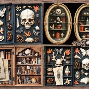 May include: A collection of curiosities, including skulls, butterflies, seashells, and pinecones, arranged in shadow boxes and display cabinets. The items are displayed on a wooden surface, creating a vintage aesthetic.