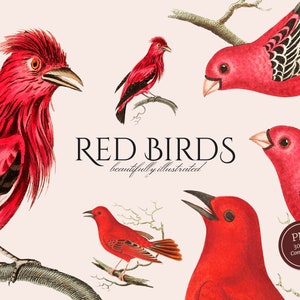 Rode vogels clipart in PNG, vintage illustraties van vogels op een tak, kardinaal graphics, zangvogel overlays, digitale download, commercieel gebruik