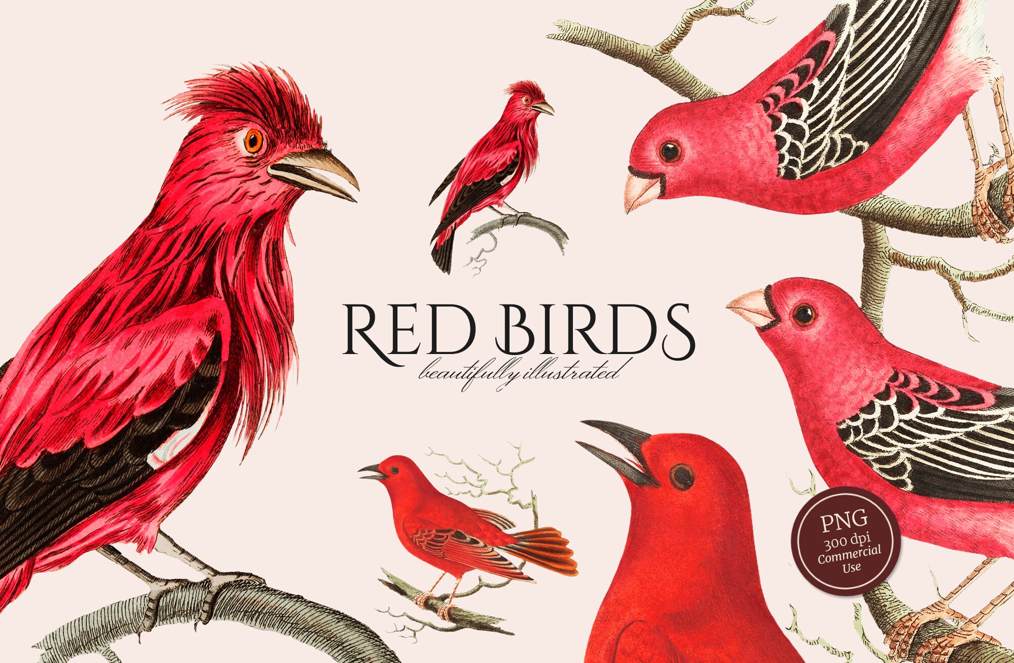 Red Birds Clipart in PNG Vintage Illustrations of Birds on a - Etsy