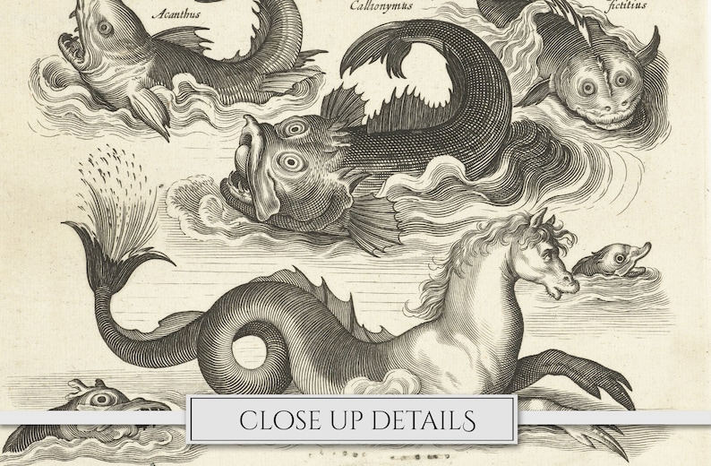 May include: A black and white engraving of various sea creatures, including a seahorse, a fish with a large mouth, and a fish with a long tail. The engraving is titled "Close Up Details".