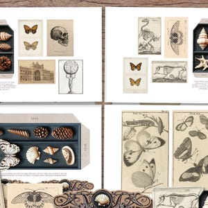 May include: A collection of vintage-style prints and decorative boxes. The prints feature butterflies, a skull, and architectural drawings. The boxes contain seashells, pinecones, and butterfly replicas. The color palette includes beige, brown, and white.