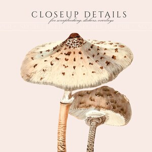May include: Two brown and white mushrooms with brown spots on the caps. The mushrooms are on a light pink background.
