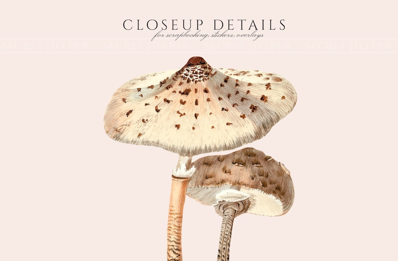 May include: Two brown and white mushrooms with brown spots on the caps. The mushrooms are on a light pink background.