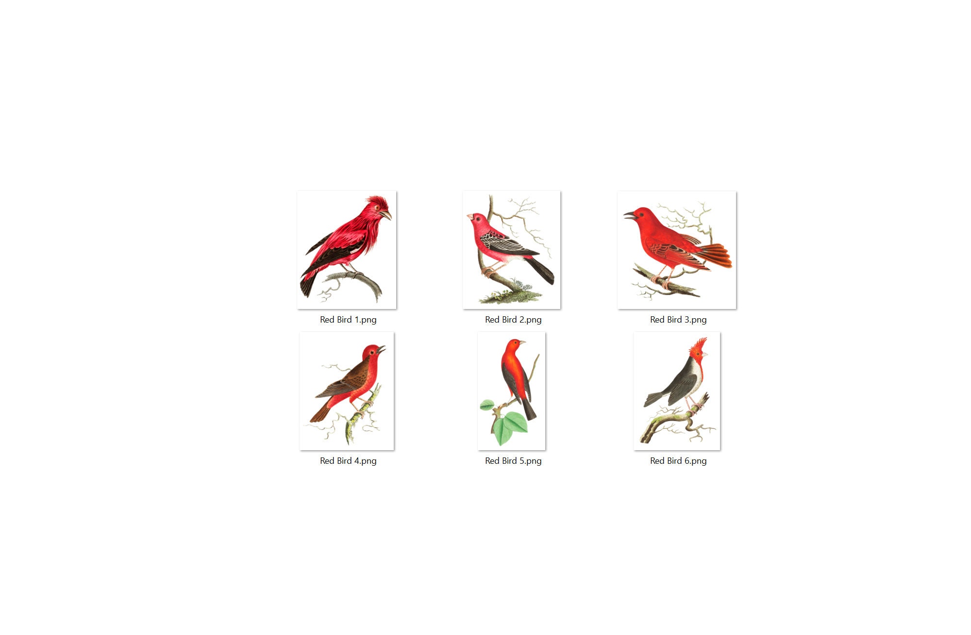 Red Birds Clipart in PNG Vintage Illustrations of Birds on a - Etsy