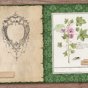 Puede incluir: Una ilustraci&oacute;n antigua dibujada a mano de una flor rosa con hojas verdes. La ilustraci&oacute;n est&aacute; enmarcada con un borde verde y tiene un fondo con estampado floral. El texto "in Altea, in giardino, ben coltivata, per decotto, filtrato, ed ogni medicina per la tosse" est&aacute; escrito debajo de la imagen.