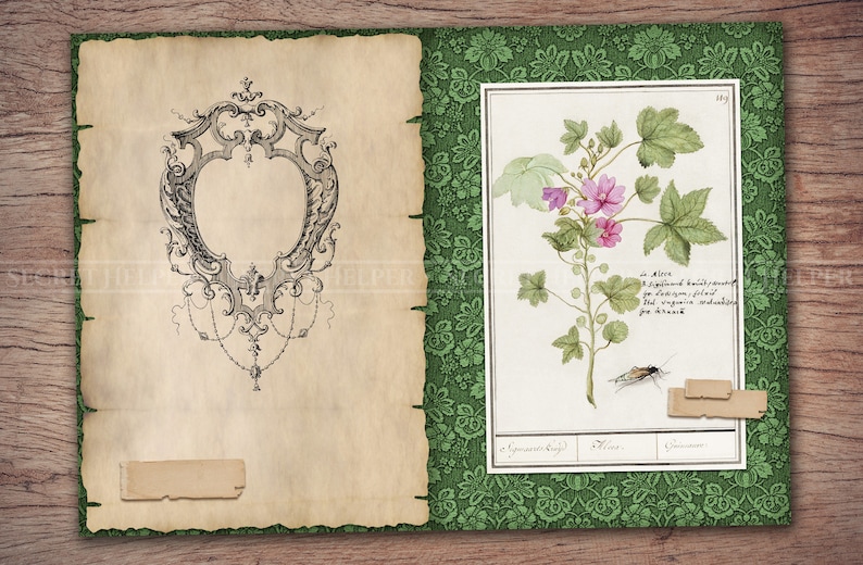 Puede incluir: Una ilustraci&oacute;n antigua dibujada a mano de una flor rosa con hojas verdes. La ilustraci&oacute;n est&aacute; enmarcada con un borde verde y tiene un fondo con estampado floral. El texto "in Altea, in giardino, ben coltivata, per decotto, filtrato, ed ogni medicina per la tosse" est&aacute; escrito debajo de la imagen.