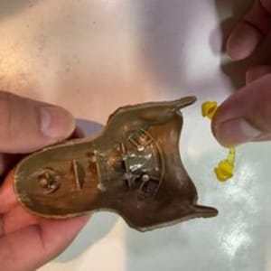 May include: Close-up of the inside of a brown plastic toy head with two yellow plastic pieces attached to the top.