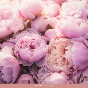 May include: A close-up of a bouquet of soft pink peonies. The peonies are in full bloom and have a delicate, layered texture. The image is soft and romantic.